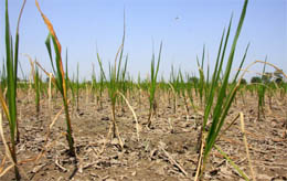 A dried up paddy field in a village near Bathinda. The prolonged dry season has added to the worries of the farmers.