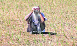 A farmer of Rajewal village in a pensive mood in his paddy field, which has dried in the absence of water due to massive power cuts. 