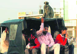 A langoor atop an autorickshaw in Gurgaon.