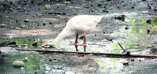With various water bodies drying up owing to the delayed monsoon, this goose satiates its thirst in a pond on the outskirts of Jammu.