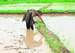 A woman prepares the fields to sow paddy in anticipation of monsoon in Dehradun.