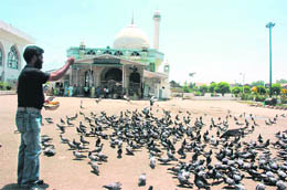 A man feeds pigeons in front of the Hazratbal shrine in Srinagar. It is situated opposite the Nishat Garden on the banks of the Dal Lake.