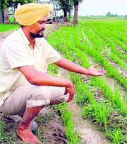 Farmer Jagdeep Singh shows his paddy growing using the ridge and furrow technique in Ludhiana district on Monday.