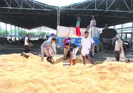 Jagraon farmers lifting their produce