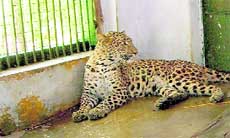 A leopard in captivity at Malsi Deer Park in Dehradun.