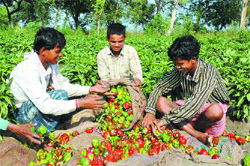 Farmers reap a capsicum harvest. 