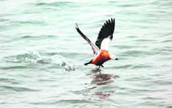 A file photo of migratory bird Surkhab at the Ramsar wetland in Ropar