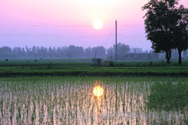 The reflection of the sun in this paddy field makes a surreal 