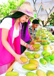  Mango Mela saw visitors taking their pick.
