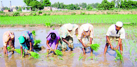 Punjabi women transplant paddy at Chhanna village, near Ahmedgarh.