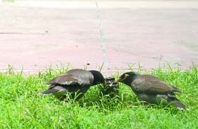 THIRSTY: A pair of martins quench their thirst on a hot summer day in New Delhi