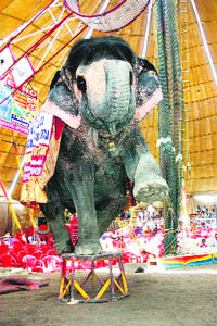 An elephant does a balancing act on a small stool at a circus in Rohtak on Monday.