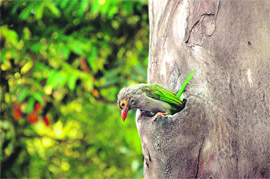 A bird in a Dehradun park comes out of the trunk of a tree which is probably her home.