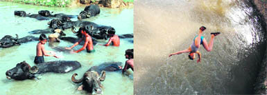 Children give a bath to the cattle in the Ranbir Canal in Jammu; and (right) a boy jumps into the canal.