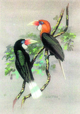 Two hornbill chicks, a male and a female (L), which were brought to the BNHS for scientific study. Artist Carl Dsilva captured them on canvas