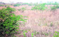 The land earmarked for the setting up of an Indian Institute of Information Technology near Kilorad village in Sonepat.