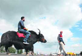 A tourist enjoys a yak ride at Kalyani heliport, Charabra near Kufri, about 16 km from Shimla,