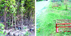 Saplings waiting to be planted at Chalis Khuh garden in Amritsar. (Right) Not fixed permanently, several tree guards fell prey to storm and rain