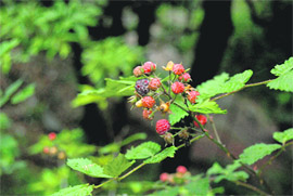 The berry is a rich source of Vitamin C and has antiseptic, antibacterial and antifungal properties