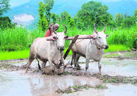 An old farmer ploughs his fields to plant paddy in anticipation of rains in Tunwala village near Dehradun on Tuesday