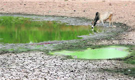 One of the rain-fed ponds in Gati village in Kathua.