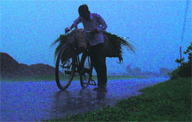 A boy carrying fodder is caught in the rain in Ludhiana.
