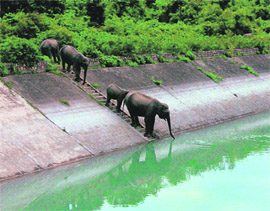 Scorching heat and delayed monsoons bring herds of  elephants to the East Ganga Canal in Haridwar.