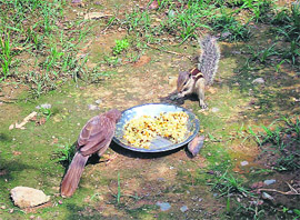  A squirrel and a sparrow share food from a plate in Dehradun.   