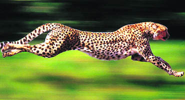 The last known three Asiatic cheetahs in India are said to have been shot in 1947 by the Maharaja of Surguja, the ruler of a princely state in Madhya Pradesh
