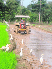 With fields being readied for paddy plantation, birds line up to feed on insects in the Rajgarh area of Balh valley on Sunday. 