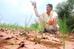 Ramesh Lal of Pangdor village in Samba district sits dejected in his field that has dried up due to nonavailability of water. 