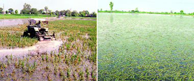 A farmer ploughs his paddy crop at Ranwan village, near Ahmedgarh, on Sunday; and (right) a flooded paddy field at Mundian.