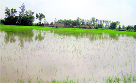 A view of the flooded fields at Burj village in Anandpur Sahib on Sunday.