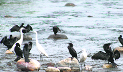 Egrets and cranes look for fish in the Lacchiwala water body near Dehradun on Monday.