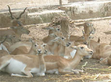 Deer resting in the shade of a tree at the Deer Park in Bathinda on Tuesday.