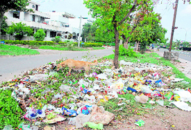 A heap of garbage lies scattered as the garbage container is missing at the road separating Sectors 7 and 8 in Panchkula.