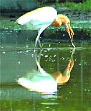 Tribune lensman Malkiat Singh captures a heron catching its  prey on a rainy day in the region.