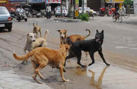 Stray dogs near Milap Chowk in the densely populated Central Town area of Jalandhar.
