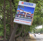 A commercial hoarding put up on a tree on the Bathinda-Goniana road. 