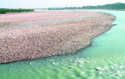 Receding waters of the Ganga at Neel Dhara In Haridwar with the rivers water level going down.