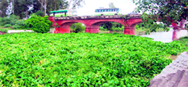 The hyacinth at the Kanjali picnic spot obstructs the smooth flow of water under the Subhanpur bridge on the Jalandhar-Amritsar NH-1.