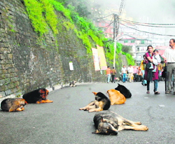 Stray-dog menace continues to trouble residents and tourists in Shimla.