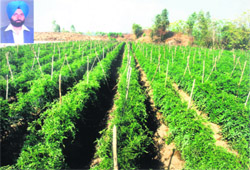 A view of vegetable cultivation on the farm of Devinder Singh Muskabad (inset) at Muskabad village in Ludhiana district. 