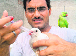 Vipin Bhatia feeds an injured bird in Ludhiana.