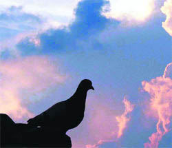 A pigeon admires the colours of the sky in Karnal.