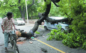 A branch of a tree fell on a car near zoo.