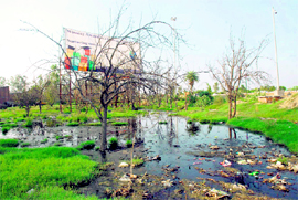Sullage near the Panipat toll plaza along National Highway-1 is destroying trees.