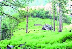 Illegal cannabis cultivation blooms in the Tosh forest area cleared of trees in the Parbati valley. 