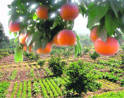Fruits and vegetables grow side by side in the Nutrition Garden in Rashtrapati Bhavan, New Delhi.