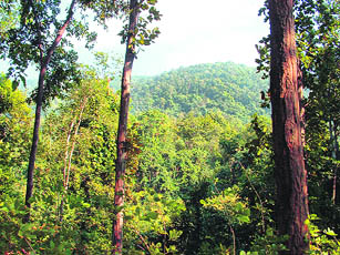The ministry has allowed forest clearance in Niyamgiri hills 
